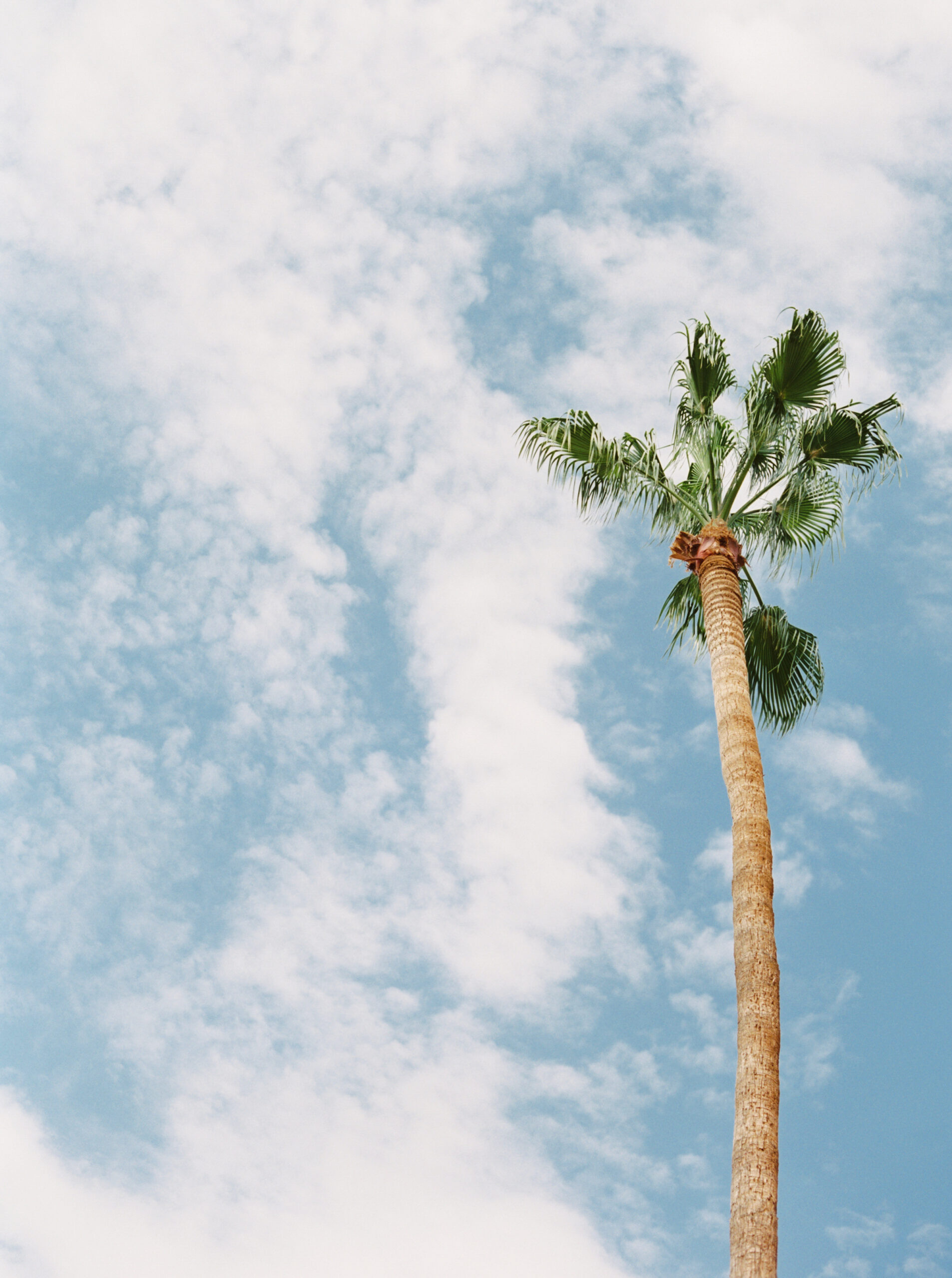 one palm tree with a blue cloudy sky in the background
